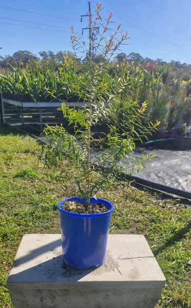 Melaleuca Linariifolia (Snow-in-Summer)