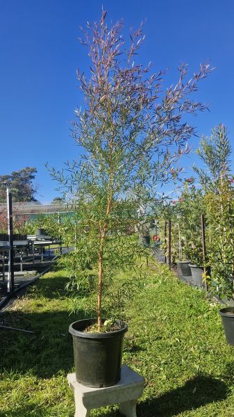 Leptospermum Petersonii (Lemon Scented Tea Tree)