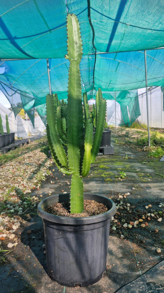 Euphorbia Cowboy (Cowboy Spurge)