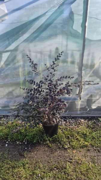 Loropetalum chinense ‘Plum Gorgeous’ (Chinese Fringe Flower ‘Plum Gorgeous’)
