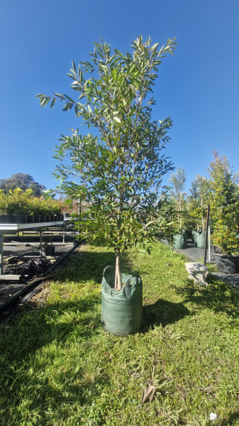 Tristaniopsis Laurina (Water Gum)