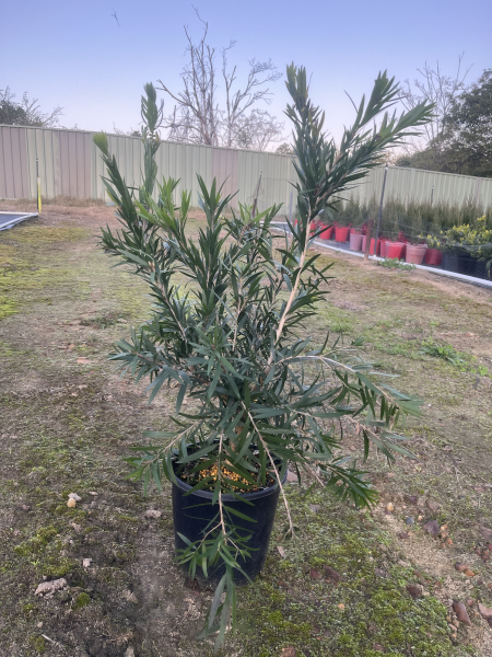 Callistemon Viminalis 'Wildfire' (Wildfire Bottlebrush)