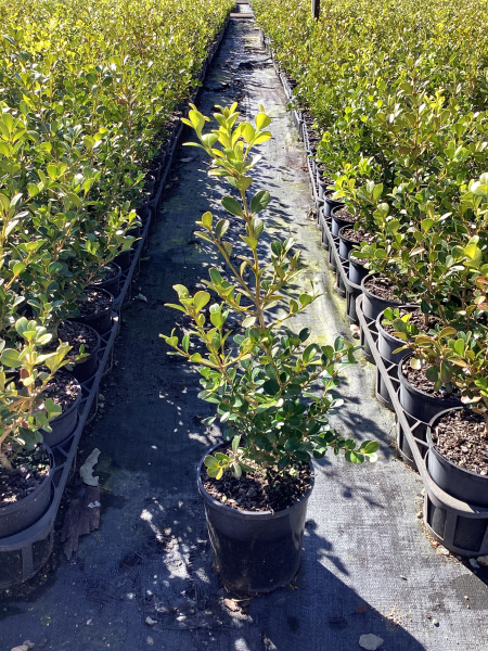 Buxus Microphylla Japonica (Japanese Box)