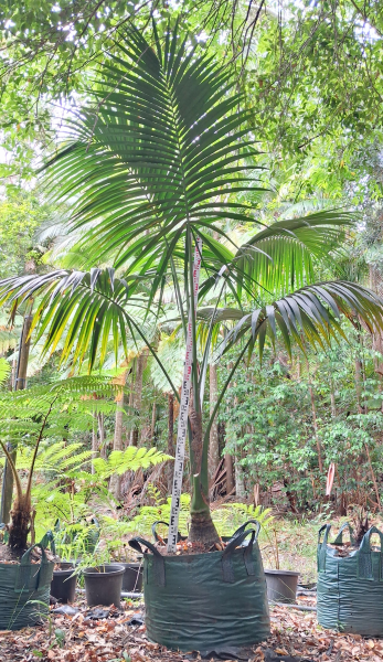 Howea Forsteriana (Kentia Palm)