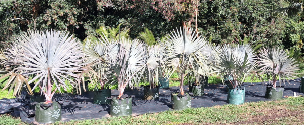 Bismarckia Nobilis (Bismarck Palm)