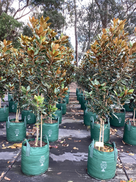 Magnolia Grandiflora ‘Little Gem’ (Little Gem Magnolia)