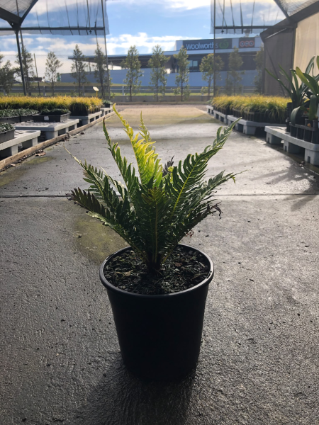 Blechnum Gibbum (Silver Lady Fern)