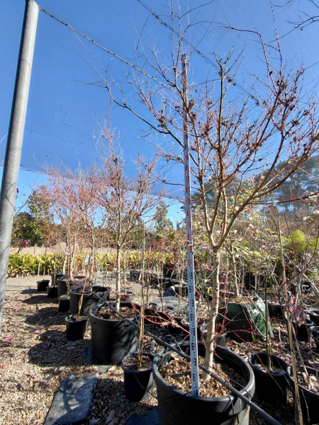 Acer palmatum 'Senkaki' (Coral Bark Maple)