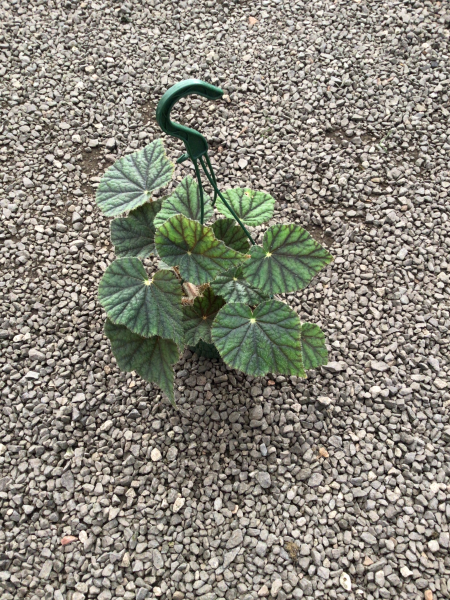 Begonia Incarnata (Felted Begonia)