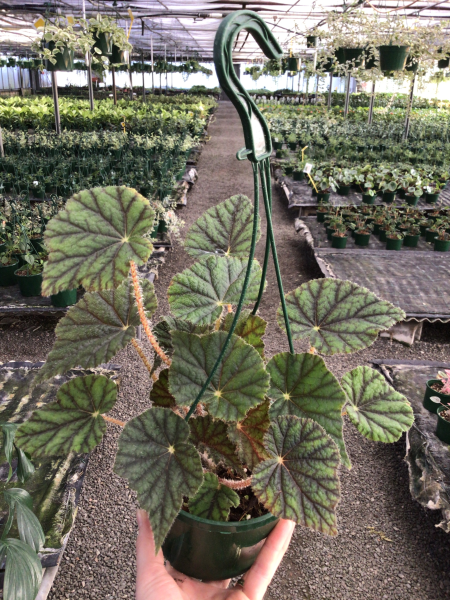 Begonia Incarnata (Felted Begonia)