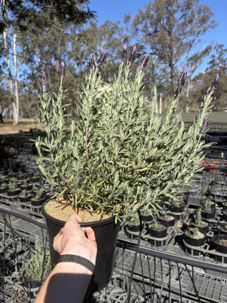 Lavandula Stoechas ‘Avonview’ (Avonview Lavender)