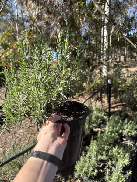 Lavandula Stoechas ‘Avonview’ (Avonview Lavender)