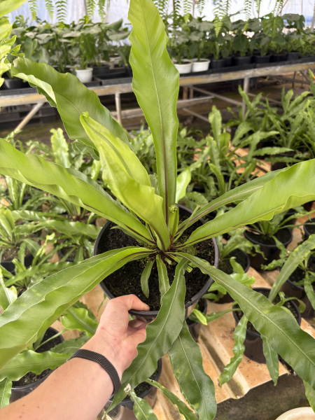 Asplenium Nidus (Bird's Nest Fern)