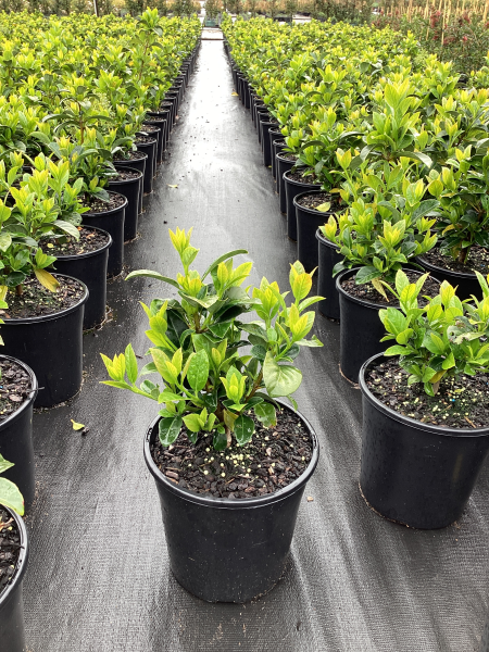 Viburnum Odoratissimum (Sweet Viburnum)