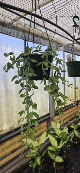 Aeschynanthus 'Tricolour' (Tricolour Lipstick Plant)