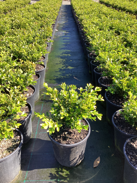 Buxus Microphylla (Boxwood)