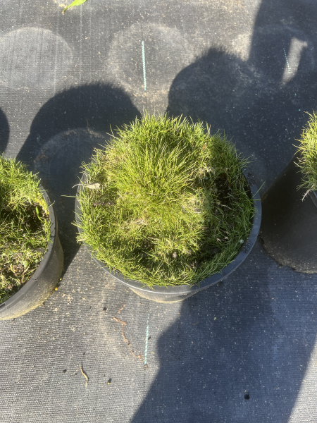 Zoysia Tenuifolia (No Mow Grass)
