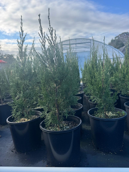 Juniperus Chinensis 'Spartan' (Spartan Juniper)