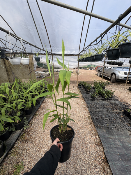 Thysanolaena Maxima (Tiger Grass)