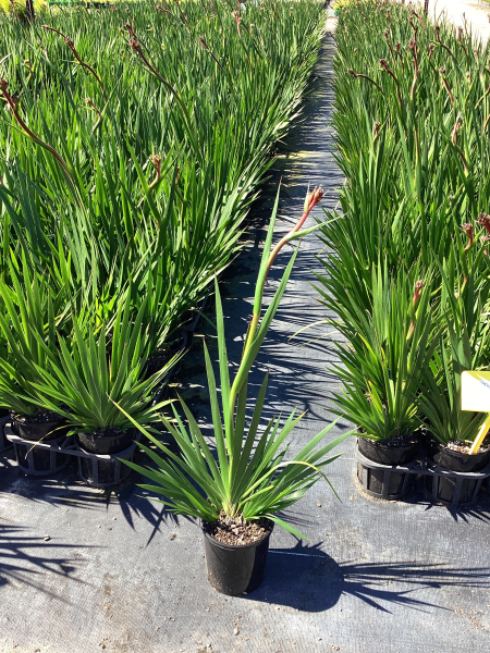Anigozanthos Hybrid 'Regal Velvet' (Regal Velvet Kangaroo Paw)