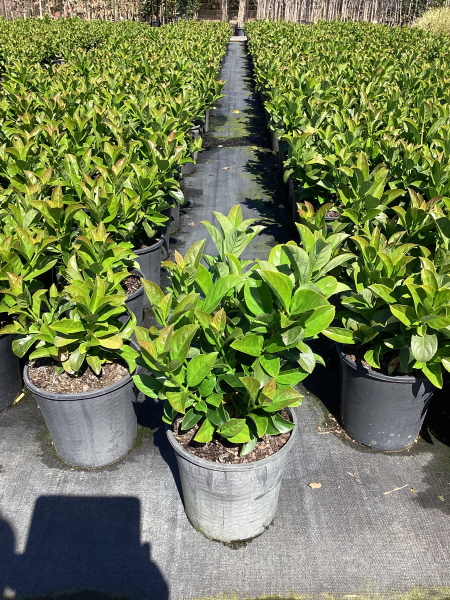 Viburnum odoratissimum ‘VOC1’ DENSE FENCE™ (Sweet Viburnum Dense Fence)