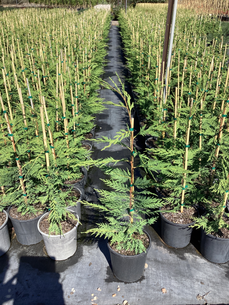 Cupressocyparis Leylandii 'Leighton Green' (Leighton Green Leyland Cypress)
