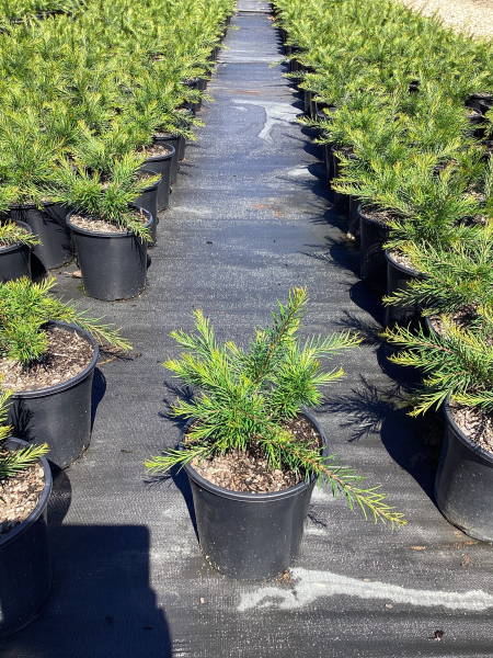 Grevillea Rosmarinifolia (Rosemary Grevillea)