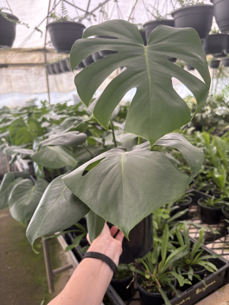 Monstera Deliciosa (Swiss Cheese Plant)