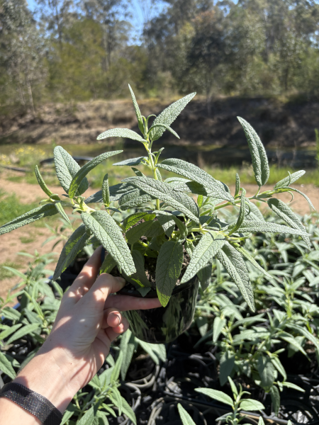 Salvia leucantha ‘Velour Pink’ – Pink Mexican Sage