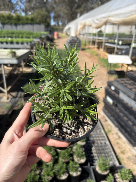 Rosmarinus Officinalis 'Tuscan Blue' (Tuscan Blue Rosemary)