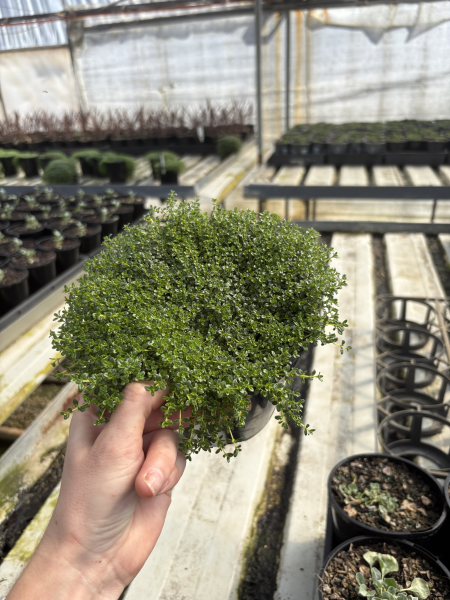 Thymus serpyllum ‘Albus’ (Creeping White Thyme)