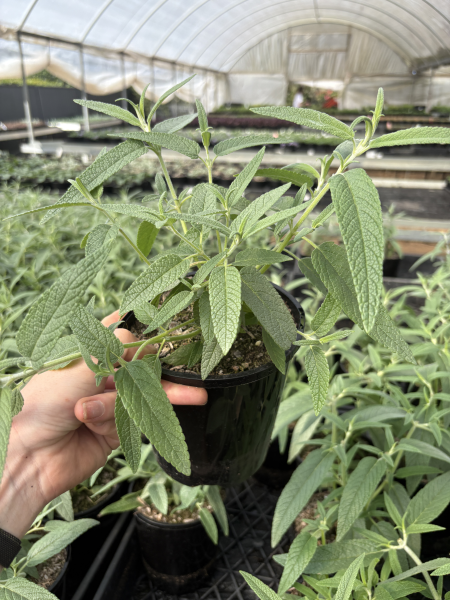 Salvia Leucantha (Velour White)
