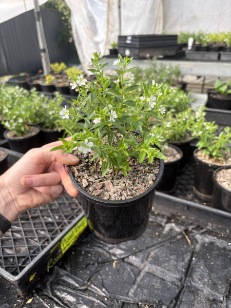 Cuphea hyssopifolia ‘Cupid Mix’ – Mexican Heather