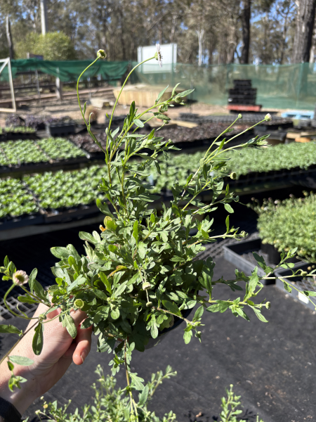 Erigeron Karvinskianus ‘Profusion’ (Profusion Mexican Fleabane)