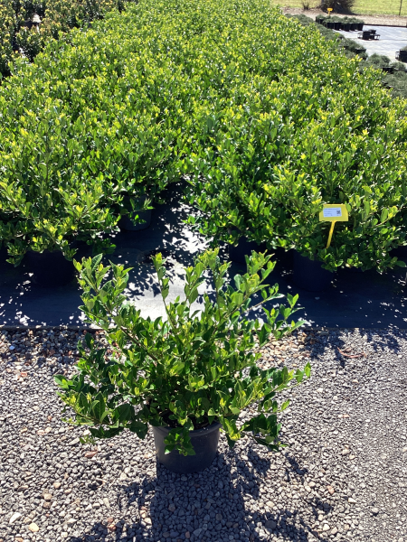 Gardenia Augusta ‘Florida’ (Florida Gardenia)