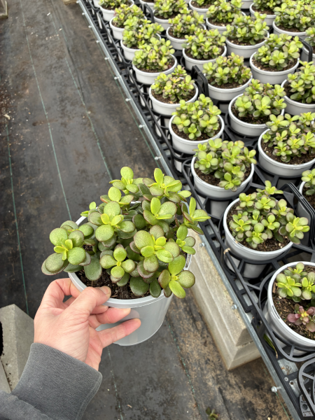 Crassula Ovata 'Minima' (Dwarf Jade Plant)