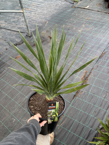 Dracaena Draco (Dragon Tree)