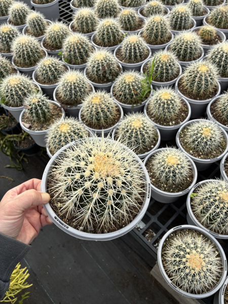 Echinocactus Grusonii ‘Albispinus’ (White Barrel Cactus)