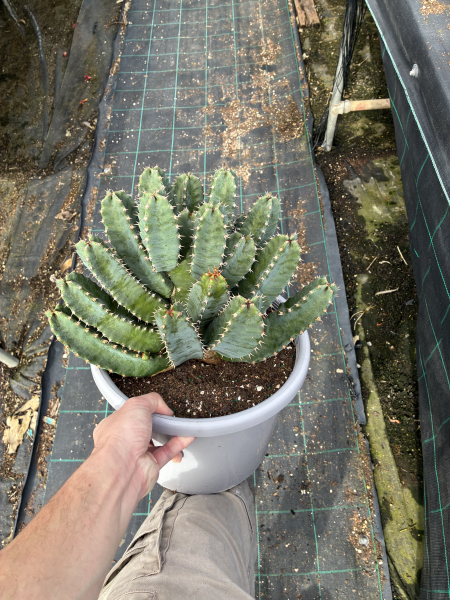 Euphorbia Resinifera (Moroccan Mound)