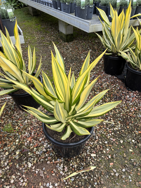 Furcraea Foetida 'Mediopicta' (Mauritius Hemp)