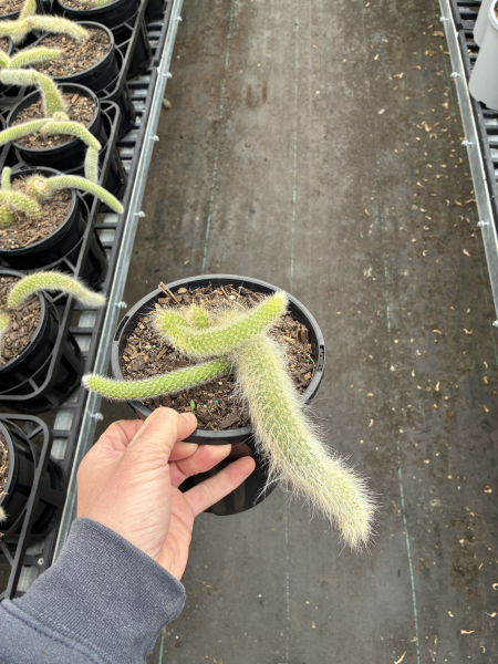 Hildewintera Colademononis (Soft Monkey Tail Cactus)