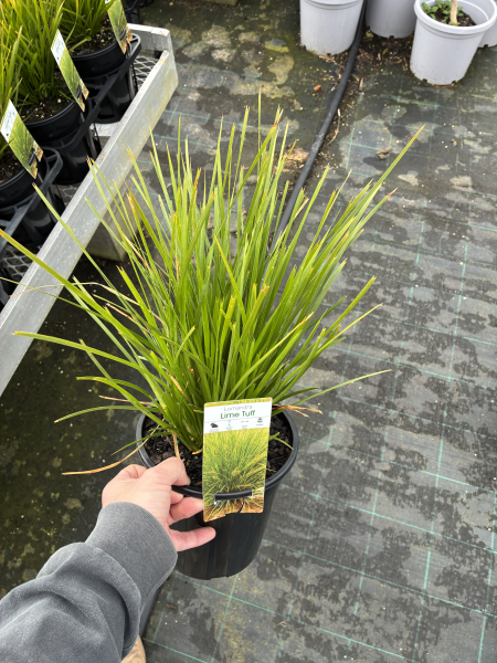 Lomandra ‘Lime Tuff’ (Lime Tuff Mat Rush)