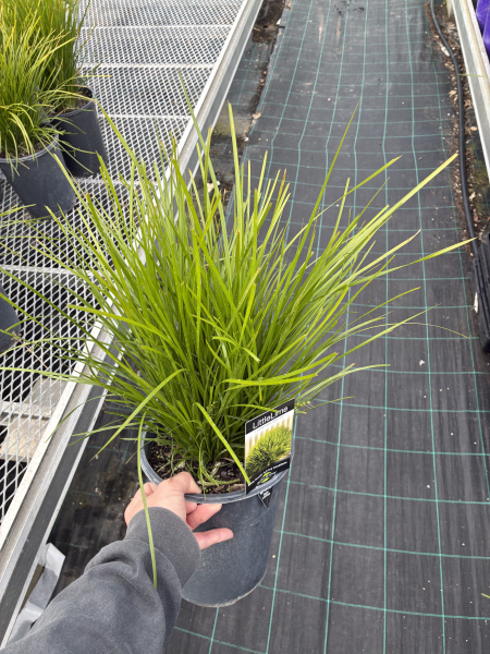 Lomandra 'Little Lime' (Little Lime Lomandra)