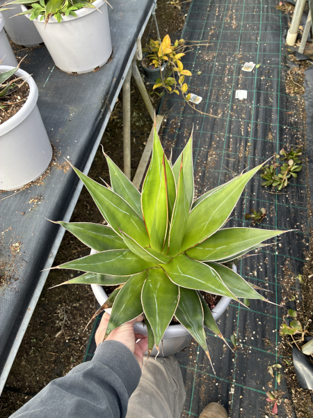 Agave Impressa (Impressed Agave)