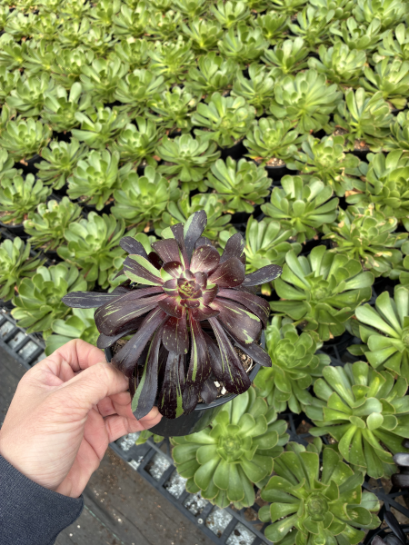 Aeonium ‘Big Bang’ (Big Bang Aeonium)