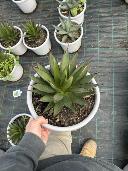 Agave ‘Green Glow’