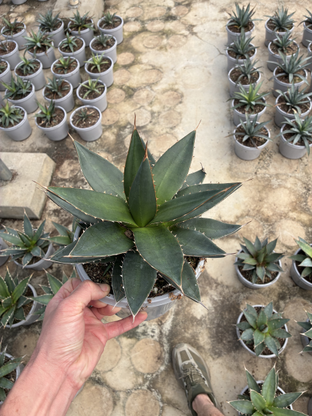 Agave Ghiesbreghtii ‘Purpusorum’ (Purpus Agave)