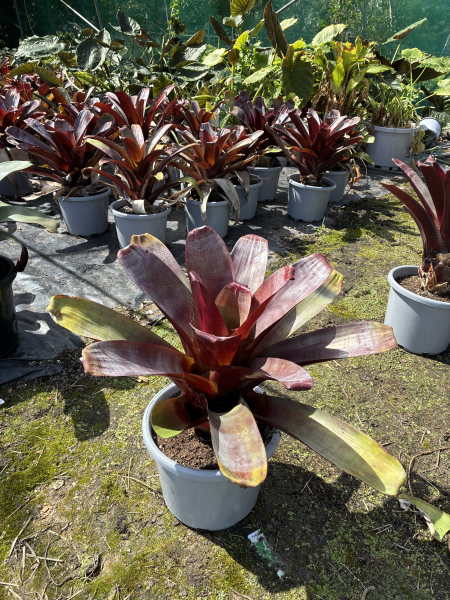 Alcantarea Imperialis 'Silver Plum' (Bromeliad)