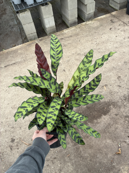 Calathea Insignis (Rattlesnake) (syn. Goeppertia)