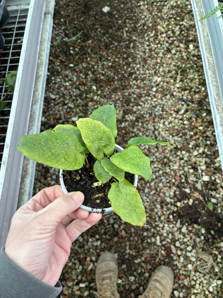 Calathea Musaica (Network Calathea)